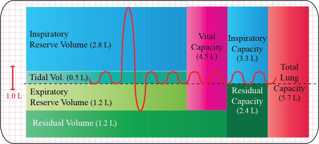 Graph to show the various lung volumes and capacities in the lung