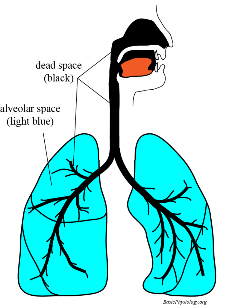 Diagram to show the location of the alveolar space and the dead space in the respiratory system