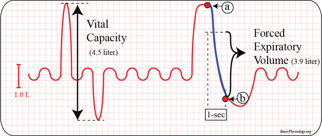 Graph to show the vital capacity and the forced expiratory volume of the lung