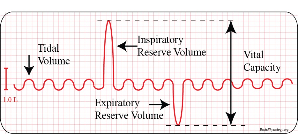 Graph to show the tidal volume, the inspiratory and expiratory volumes and the vital capacity of a lung