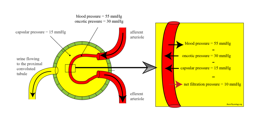 F.3.2. The Glomerulus – BasicPhysiology.org