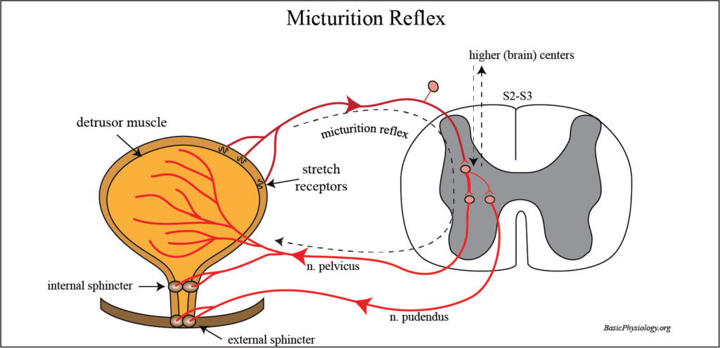 Diagram to illustrate the micturition reflex in the human body