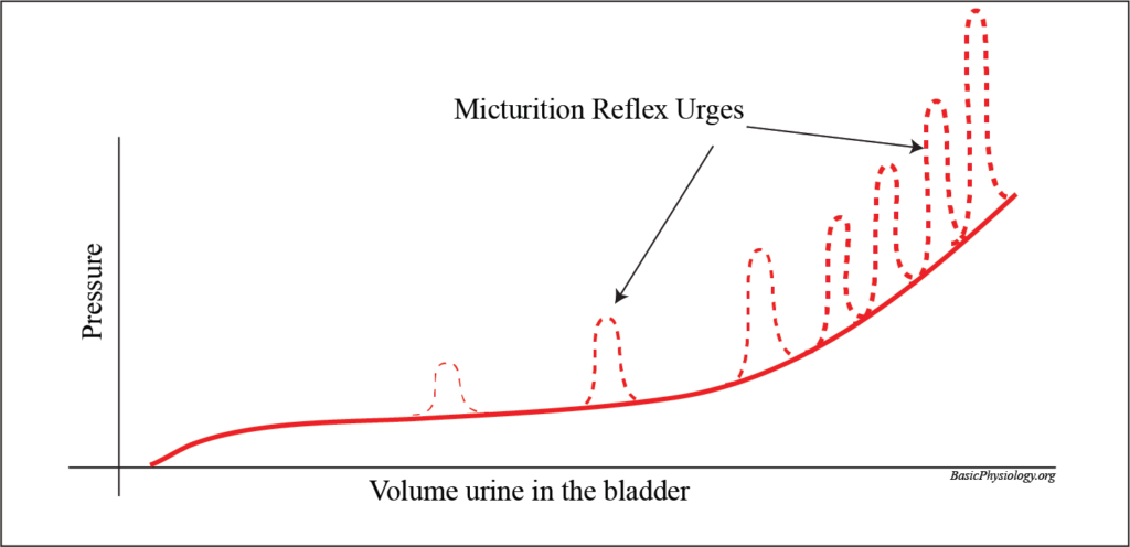 Graph to show the degree of micturition reflexes related to the urinary volume in the bladder