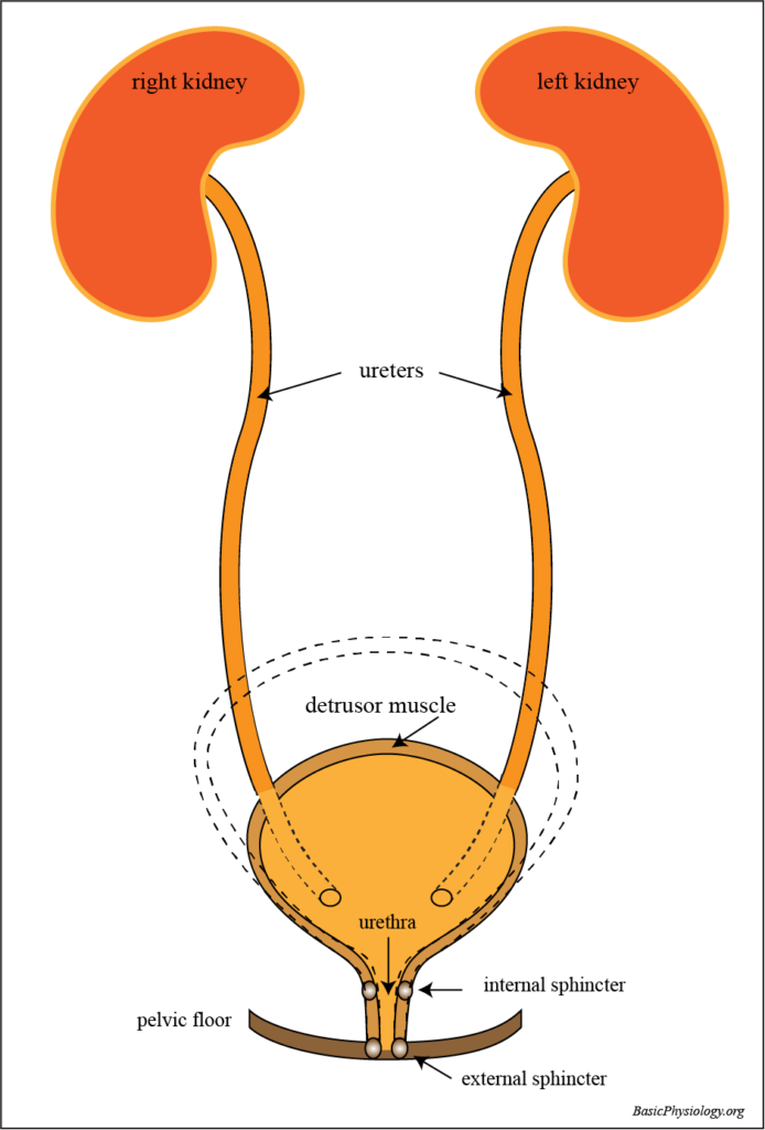 Anatomy of the urinary system; kidneys, ureters, bladder and internal and external sphincters