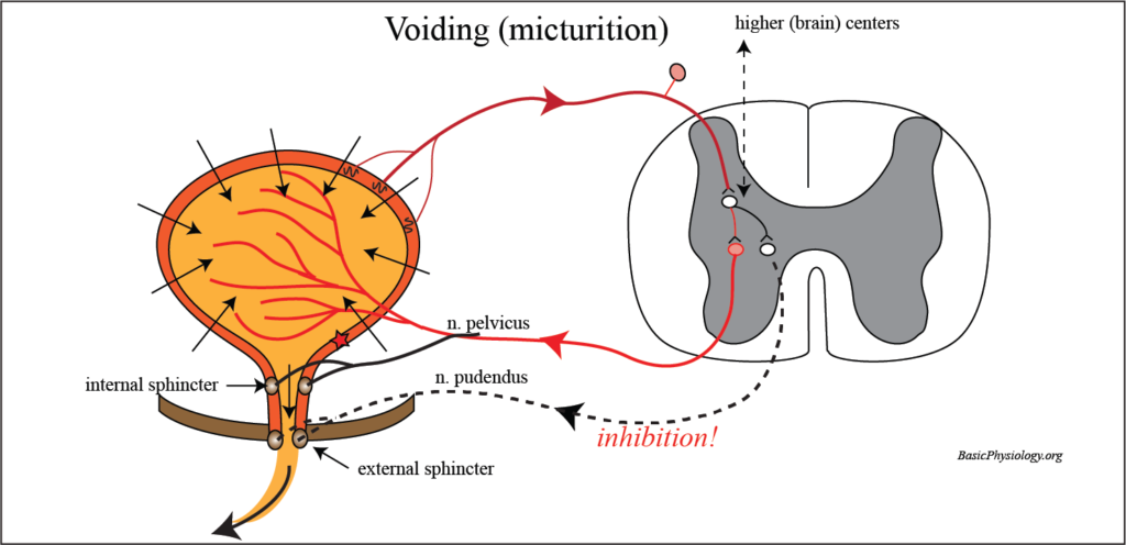 Diagram to show the innervation of the bladder during voiding (micturition)