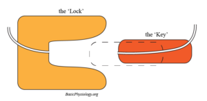 Diagram of a lock and a key to represent the locking of two different genders